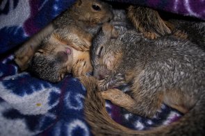 feeding squirrels