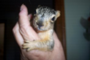 Wildlife Rehabilitation