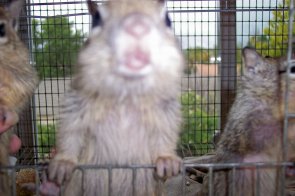 Squirrelmenders: Informational ressources