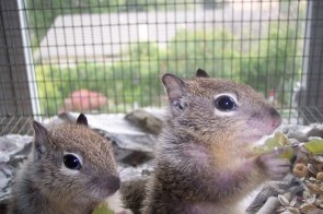 Juvenile Squirrel