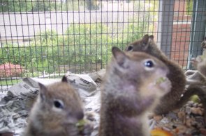 Juvenile Squirrel