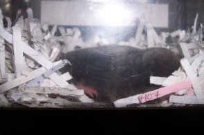 Wildlife rescue