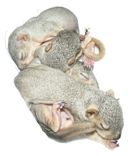 baby squirrels