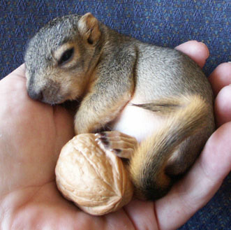 baby squirrels