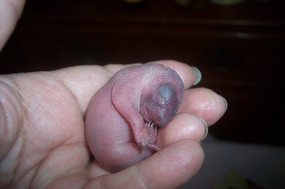 neonate squirrel